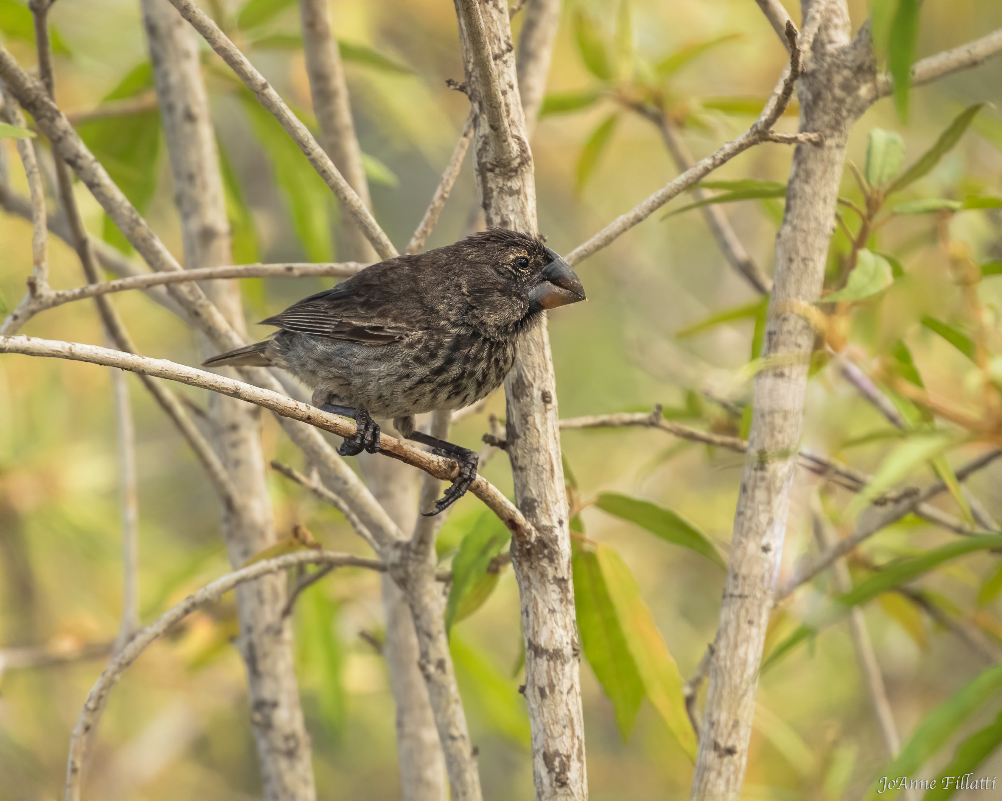 bird of galapagos image 33